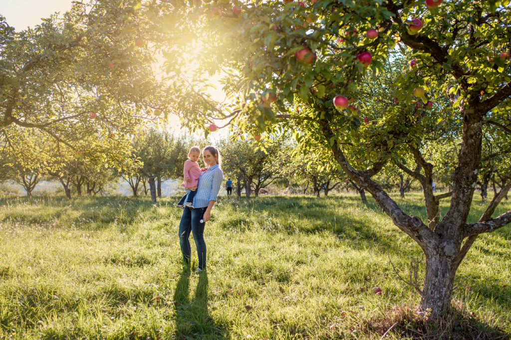 The apple doesn't fall far from the tree, Attachment Theory